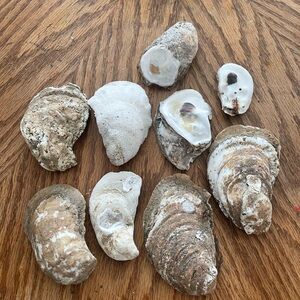 Natural Oyster Shell Collection